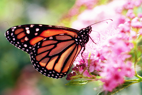 USDA Monarch Butterfly.jpg